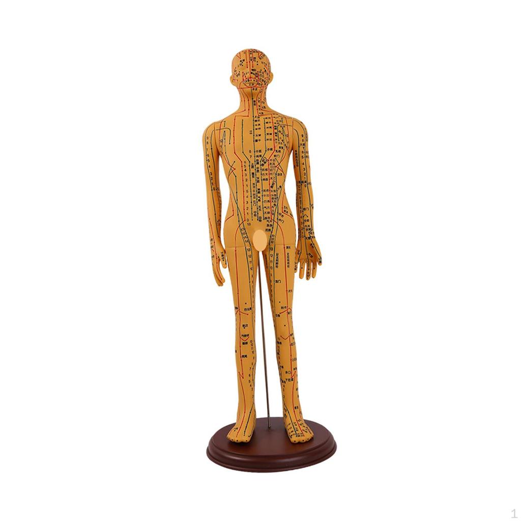 Advanced Human Anatomy Model with Color-Coded Guides for Learning