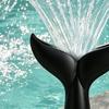 Pool Aerator Sprinkler Fishtail Aerator Fountain Summer Cooler Sprinkler 3/4" Universal