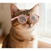 Pet Small Glasses Dog Sunglasses, Cat Glasses Photo Cute Decorative Pet Supplies