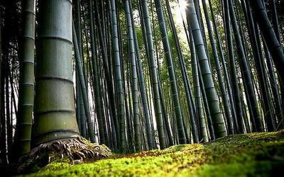 10 BAMBUS SAMEN ARUNDINACEA - FRISCHE SAMEN