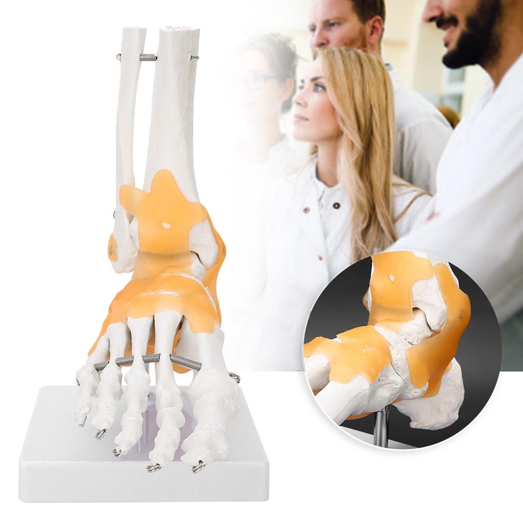 Erwachsenes menschliches Skelett mit Bändern Fuß Sprunggelenk Anatomisches Modell