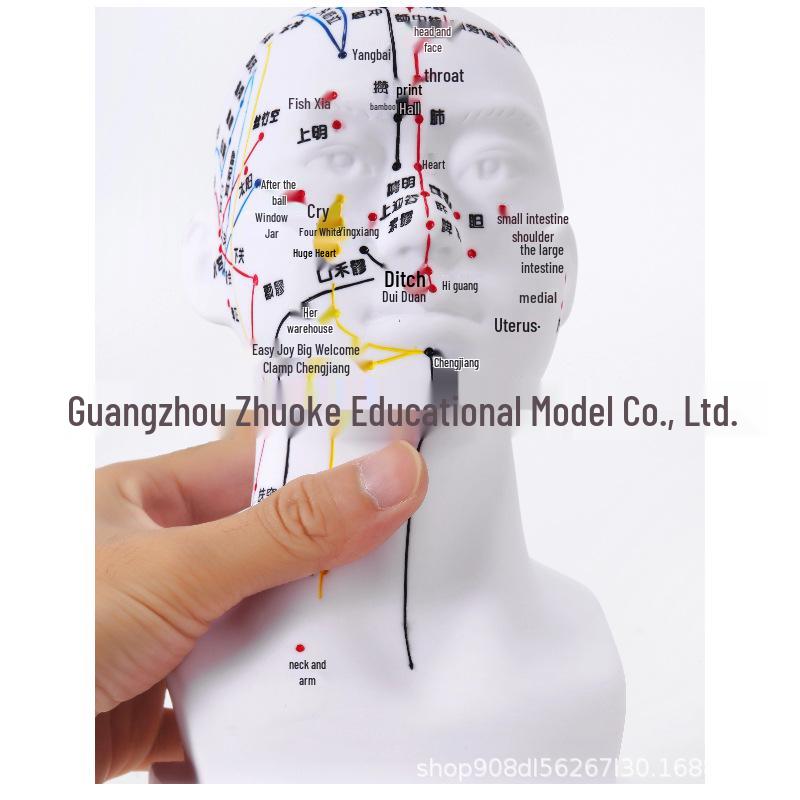 20cm Acupoint Facial Massage Model for Traditional Chinese Medicine Teaching