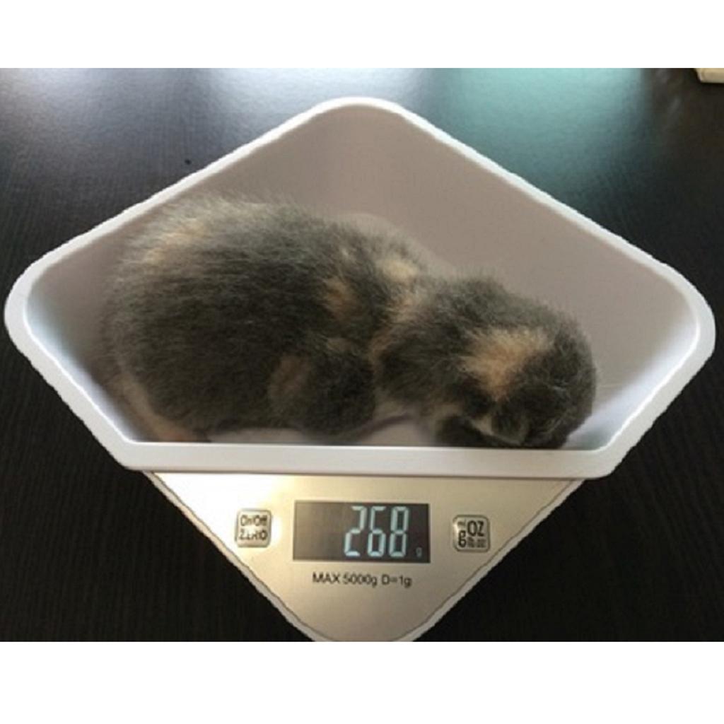 Multi-Function and Kitchen Scale for New Born Puppy or Small Kitty With Bowl
