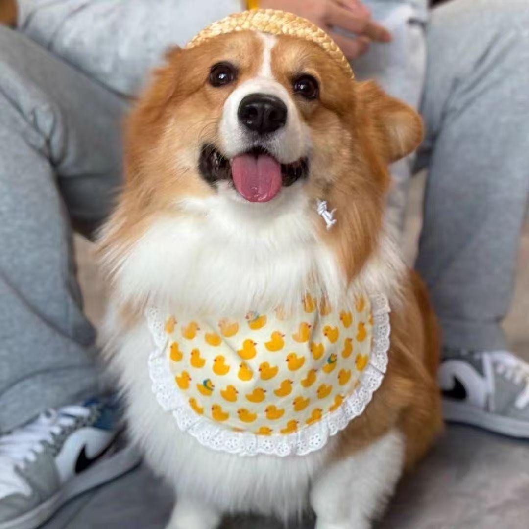 Pet Dog Saliva Bib for Small to Large Dogs: Cute Scarf for Samoyeds, Golden Retrievers, Huskies, and Alaskans One Size