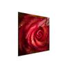 Glass Protective Plate for the Stove 50x52 Rose