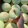 Squishy Bread Slow Rising Ball Soft Fidget Ornaments Decompression Stress Relief Gift Sensory Squeeze Ball Home Ornament