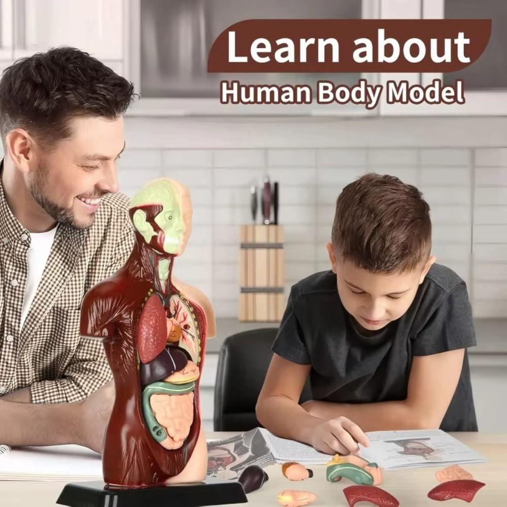 DIY Mannequin Menschlicher Torso Anatomiemodell Konstruktion Kind Skelettmodell Geburtstagsgeschenk für Kinder