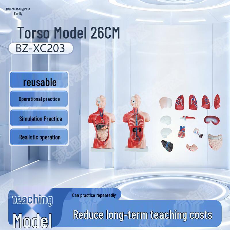 Yibaike Human Anatomical Training Models