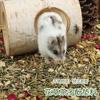Herbal Tea Polyphenols Small Pet Bedding & Deodorant: Golden Bear Sawdust, Coconut Soil, Urine Sand, Dry Moss for Cage and Landscaping