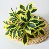 Deliciosa Plastic Monstera Epipremnum Aureum Rohdea Japonica Plant Artificial