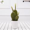 Oulifei Premium Artificial Tropical Succulent Cactus Bonsai for Home Decor
