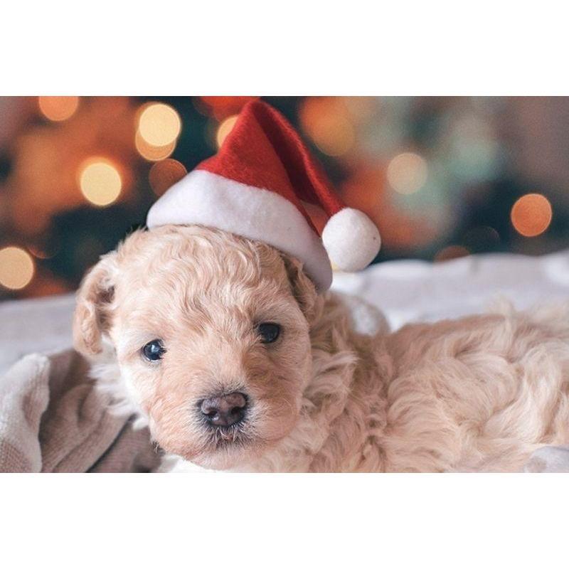 Christmas Pet Hat Santa Claus Hat For Cats Dogs Puppy Xmas Decoration New Year Pet Costume Home Festival Party Pet Supplies