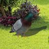 Ornaments Yard Art Decor Pigeon Sculpture Realistic Wild Pigeon Decorations Acrylic Pigeon Statues