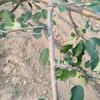 10Pcs Anti-Slip Fruit Tree Branch Puller High-Strength Branch Shaping Device  Outdoor Farm Planting