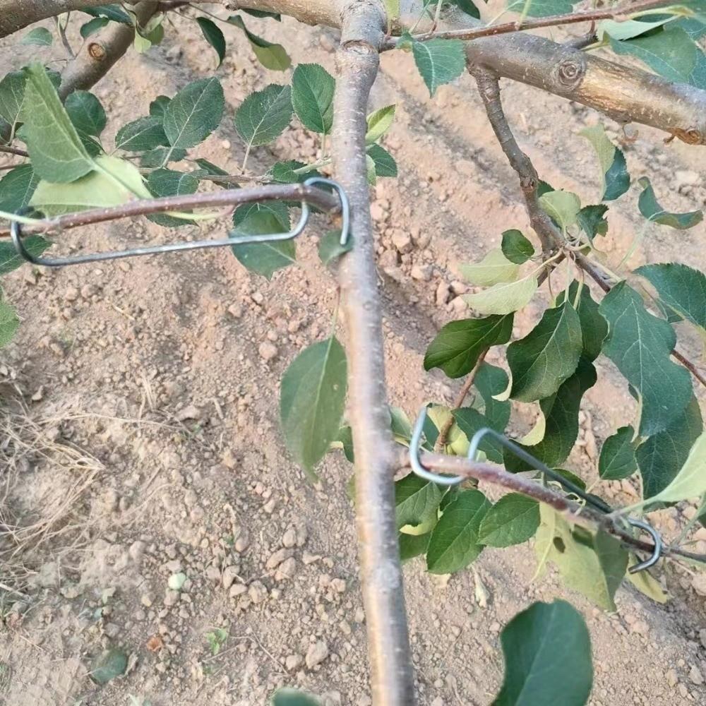 10Pcs Anti-Slip Fruit Tree Branch Puller High-Strength Branch Shaping Device  Outdoor Farm Planting