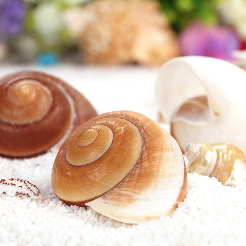 Shell Conch Bread Snail Natural Mediterranean Family Decorations Gifts Aquarium Decorative Christmas Toys Collectibles 5-7c V8Y3