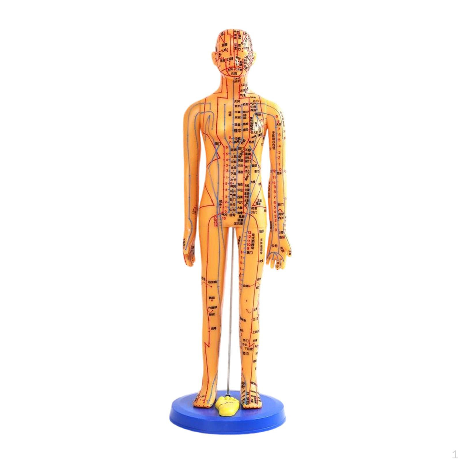 

Chinese Medical Model Full Body Educational Demonstration PVC Human Acupoint Height 15.7inch