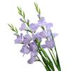 Gladiolus Floral Wedding Vase Arrangement