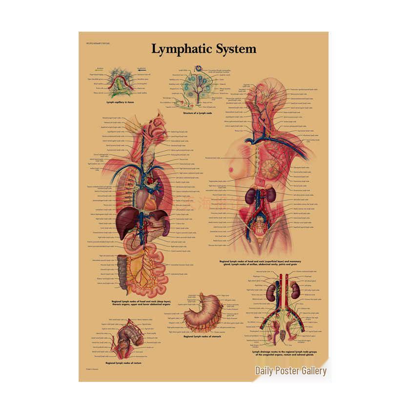 Anatomie kosterního svalstva Diagram Retro plakát pro výzdobu třídy Nástěnné umění (584)