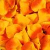 Non-Woven Artificial Rose Petals for Wedding Decorations and Hand-Thrown Arrangements