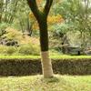 Rouleau de Jute - vidaXL - 1x25 m - 100% Naturel - Décoration Intérieure - Beige