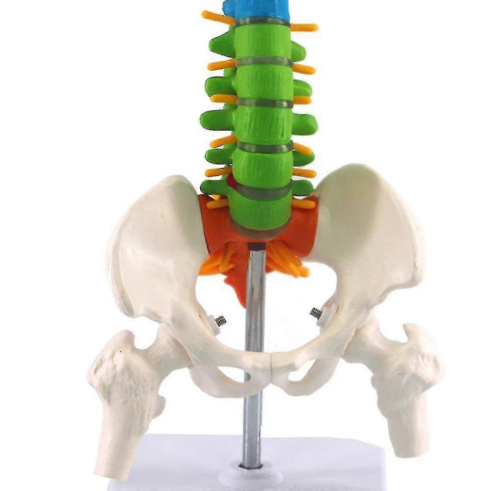 Colored Flexible Spine Anatomical Mode Life Size Human Spine With Pelvis Femur 45cm With Stand