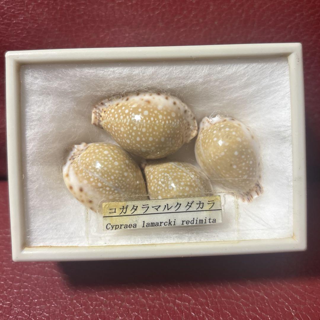 

[ИСПОЛЬЗОВАЛ] () Набор из 4 предметов Kogataramarkdakara