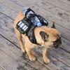 2025 New Pet Dog Self-backpack, Go Out To Walk the Dog Self-back Snacks Dog Food Small Backpack Medium and Small Dogs