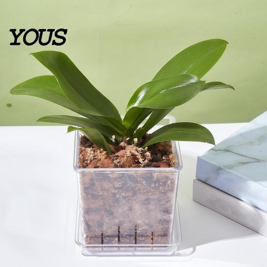 Orchid Planter for Phalaenopsis Clear with Saucer, Square Plant Pot Hydrophobic Succulents Drainage Holes, Transparent Flowerpot Phalaenopsis,