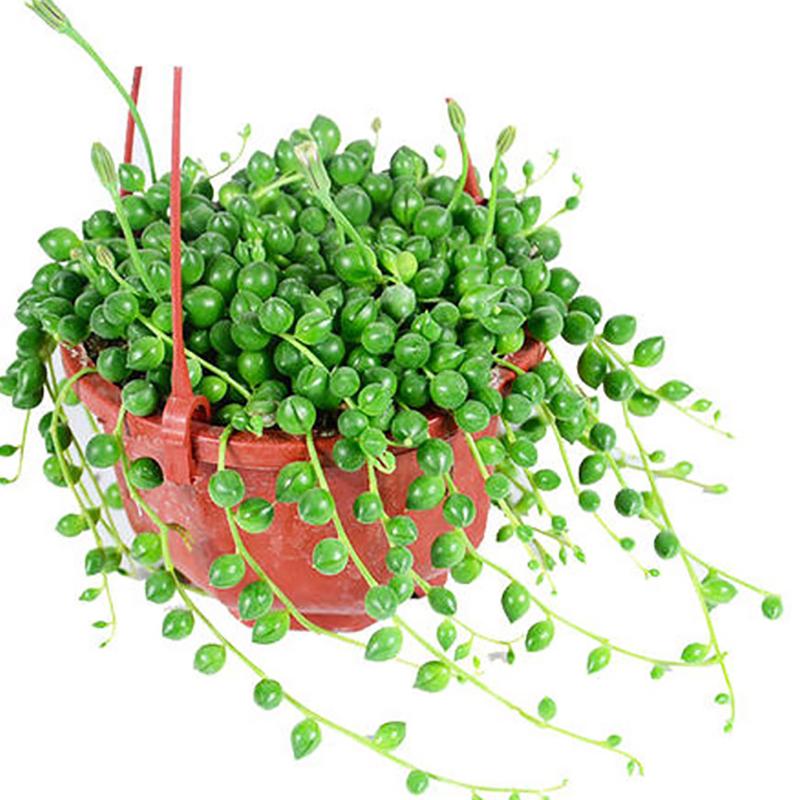 Plastic Hanging Planter Flower Plant Chain Basket Planter Holder Succulent Plant Flower Pots Flowers Container Home Garden Decor