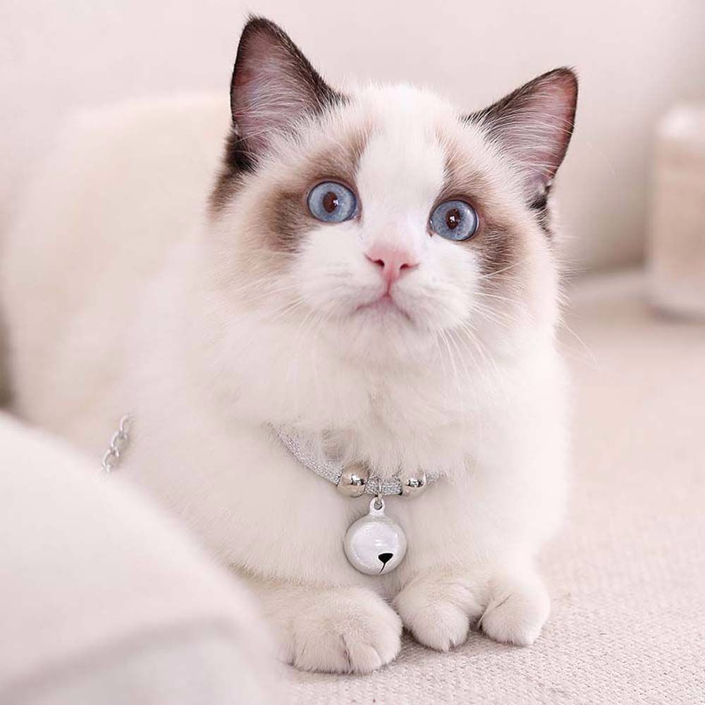 Verstellbar mit Klingel-Verlängerungskette Haustierhalsband Pflegezubehör Katzenhalsband Haustierbedarf