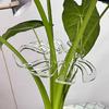 Invisible Garden Plant Support Stake Clear Plastic Stem Holder For Preventing Plant Collapse Suitable For Various Vegetation