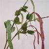 Realistic Hyacinth Bean Artificial Vegatable Decoration Lifelike Simulation Bean Pods for Kitchen Restaurant Home Decor