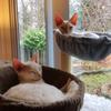 Soft Cat Tree Hammock Thick Plush Plush Cat Basket Sturdy Basketball Net Cat Sleeper  Indoor