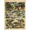 Arte Murale Classica Vintage Piante Fungo Fiore Medicinale Insetto Farfalla Verdura Zucca Carota Tela Poster ad Olio e Stampe
