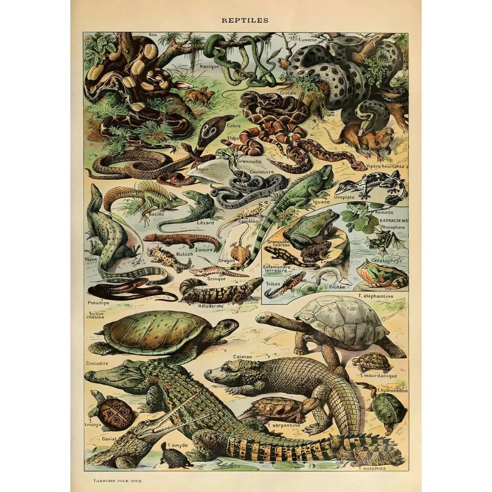 Arte Murale Classica Vintage Piante Fungo Fiore Medicinale Insetto Farfalla Verdura Zucca Carota Tela Poster ad Olio e Stampe
