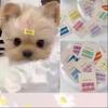 Set di 5 Fermagli Colorati per Pelo di Cane a Forma di Osso, Graziosi Fermagli per Toelettatura Animali Domestici, Eleganti Accessori Decorativi per Chihuahua