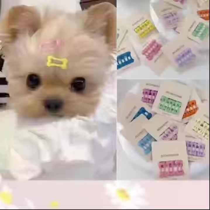 Set di 5 Fermagli Colorati per Pelo di Cane a Forma di Osso, Graziosi Fermagli per Toelettatura Animali Domestici, Eleganti Accessori Decorativi per Chihuahua