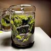 Mikro-Landschaft Glasflaschen Kreativität Tau-Sammlung Glasvase Sukkulente Moos Bonsai Landschaft Glas-Terrarium Heimdekoration