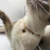 Pet Wedding Heart Collar Jeweled Necklace Heart Charm Wedding Costume Stainless Steel Heart Necklace