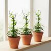 Plastic Climbing Vine Stake Flower Pot Trellis Garden Plant Stake Plant Support Pile  Greenhouse
