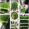Plastic Sprouting Tray Pots Props Set Tools Accessory Cells