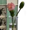 Propagation Frame Hanging Plant Propagation Frame with Glass Tube Resin 8x4 Picture Frames for 2x6 Photo Strip Hydroponic Plant Holder for Window Wall