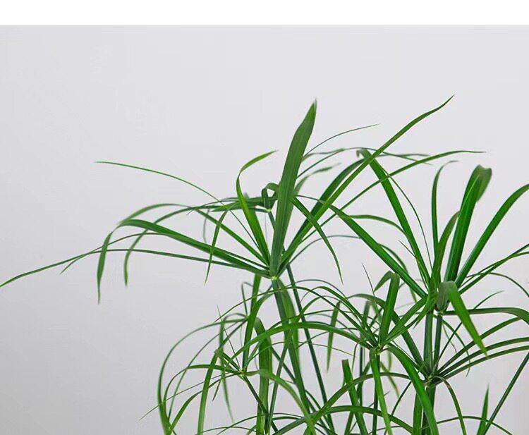 Hydroponic Lucky Bamboo and Aquatic Grass for Fish Tanks and Ponds