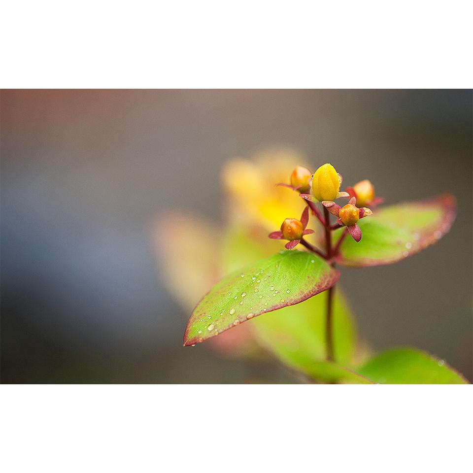 5D DIY Flowers Diamond Painting Rhinestone Landscape Picture Full Diamond Embroidery Mosaic Home Decor Gift Cross Stitch Kit