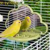 Multifunctional Clouds Shape Bird Mirror Save Space Sturdy Bird Perch Stand with Feeding Box Parrots Feeders Rest Platform