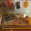Heat Lamp Cover for Reptiles Ensuring Even Heat Dispersion and Enhancing Protections in Enclosures Bird Cage Accessory