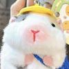 Keychain Pendant Cartoon Dutch Pig Doll Keyring Soft Velvet Touch Stress Relief Key Chain Backpack Hanging Decoration