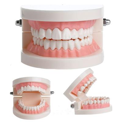 Dentalstudie Lehrzähne Modell Mundpflege Zahnerziehung Zahnarzt Ausrüstung