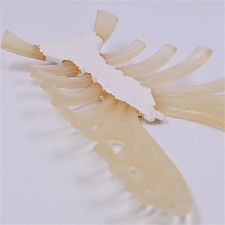 Human Sternum Model Human Skeleton Model Human Skeleton Anatomical Model Easy To Use Medicals Teaching Aid